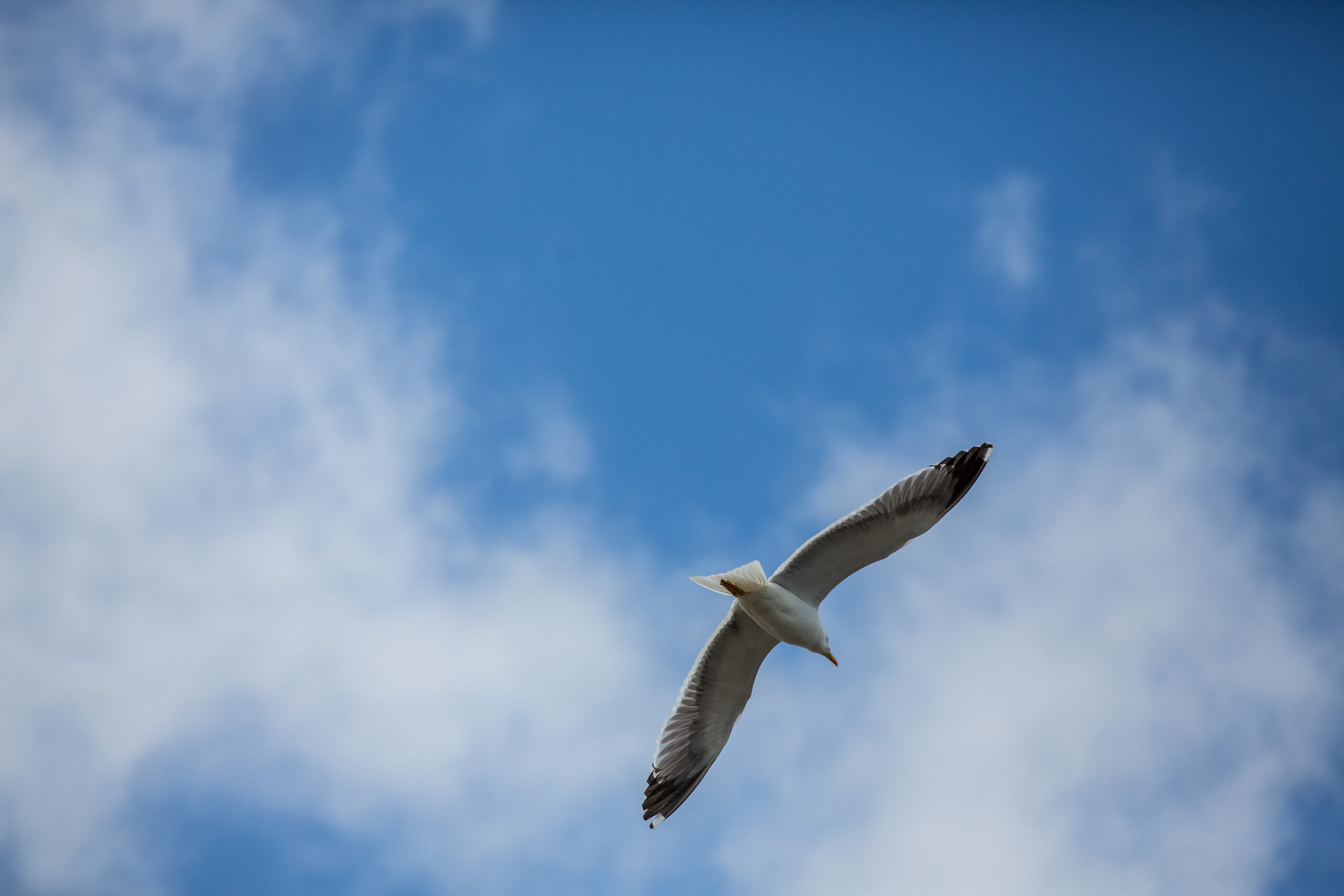 Observação de Aves